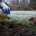 One bathroom product is enough: Rats won’t overwinter in your garden (N/A)