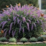 The Heat-Loving, Low-Water Plant That Can Transform Any Yard Into a Butterfly Haven (N/A)